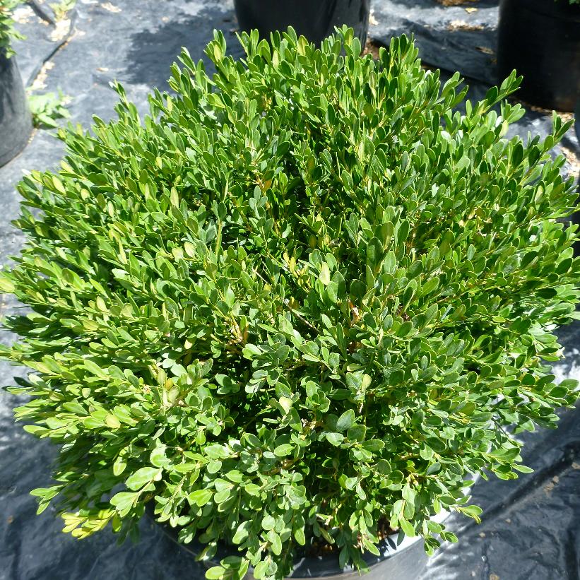 Pincushion Boxwood