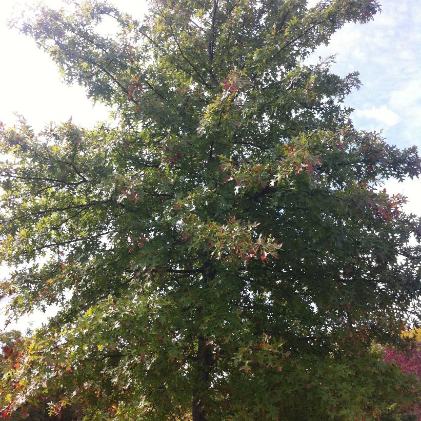 Pin Oak