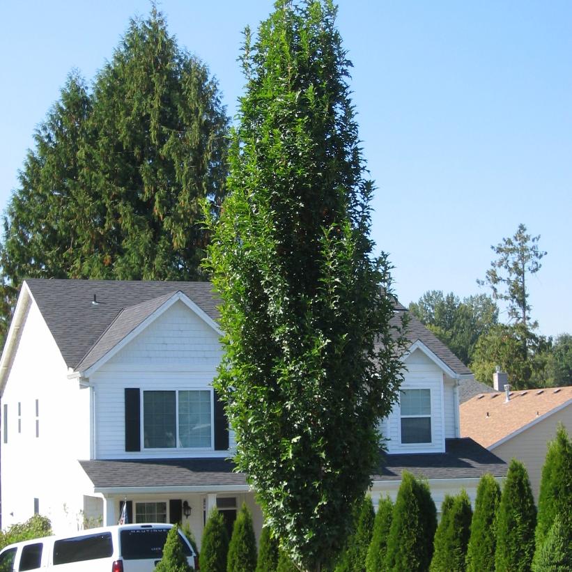 Green Pillar® Oak