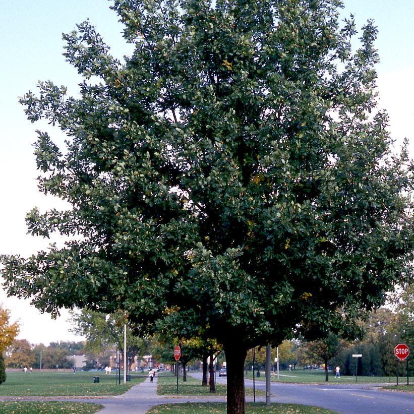 English Oak