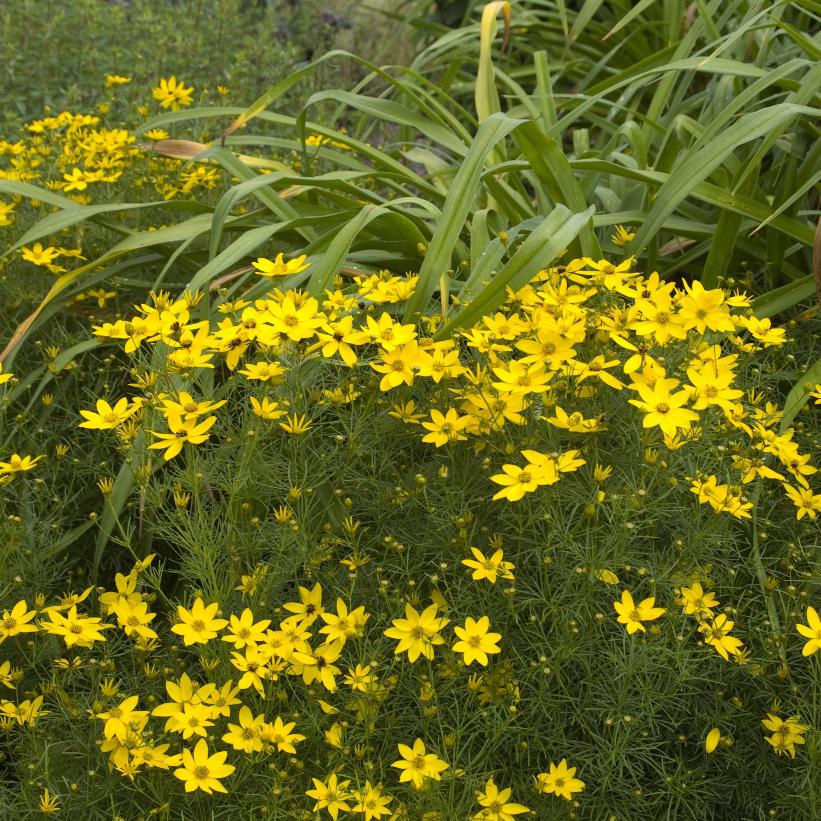 Threadleaf Tickseed, Threadleaf Coreopsis, Whorled Coreopsis - Coreopsis verticillata &
