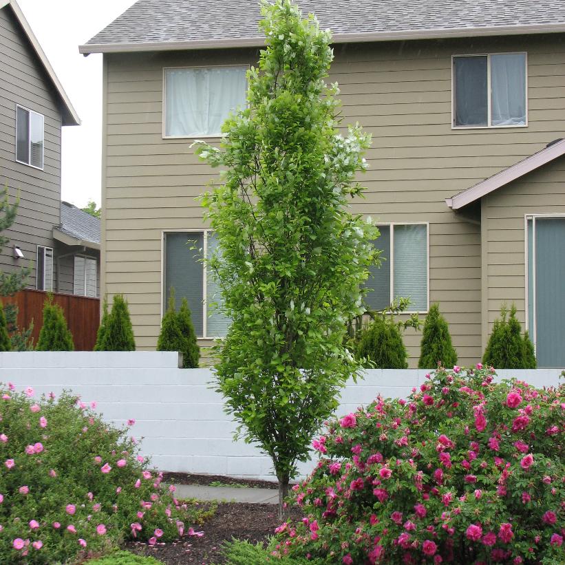 Regal Prince® Oak