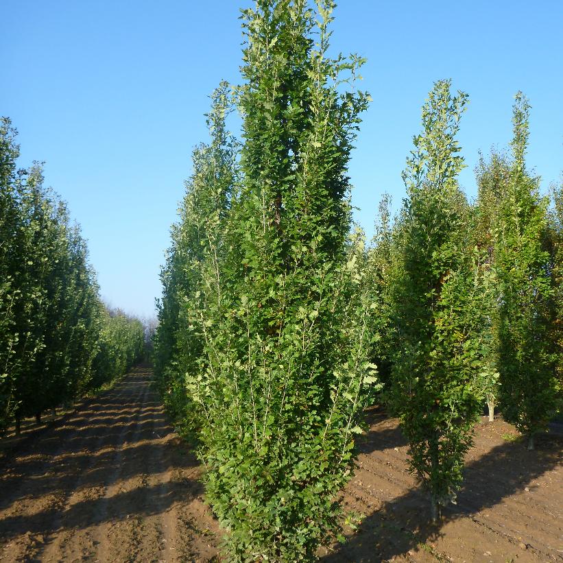 Pyramidal English Oak