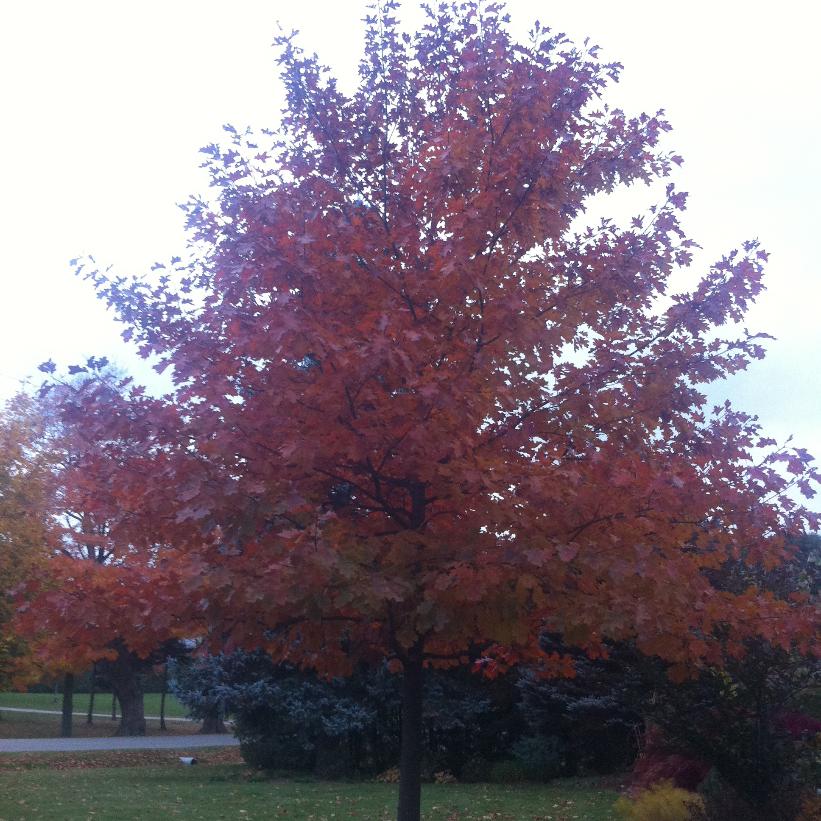 Red Oak