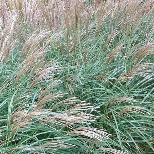 Dwarf Maiden Grass