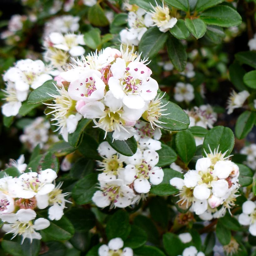 Coral Beauty Cotoneaster
