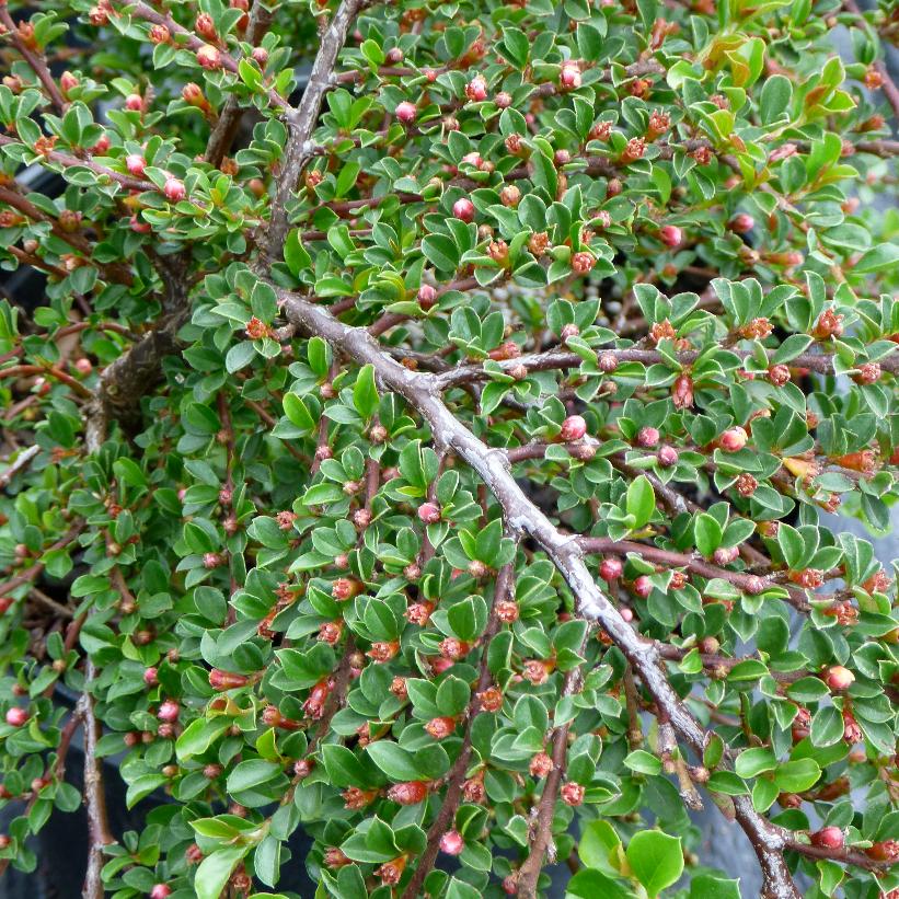 Rockspray Cotoneaster