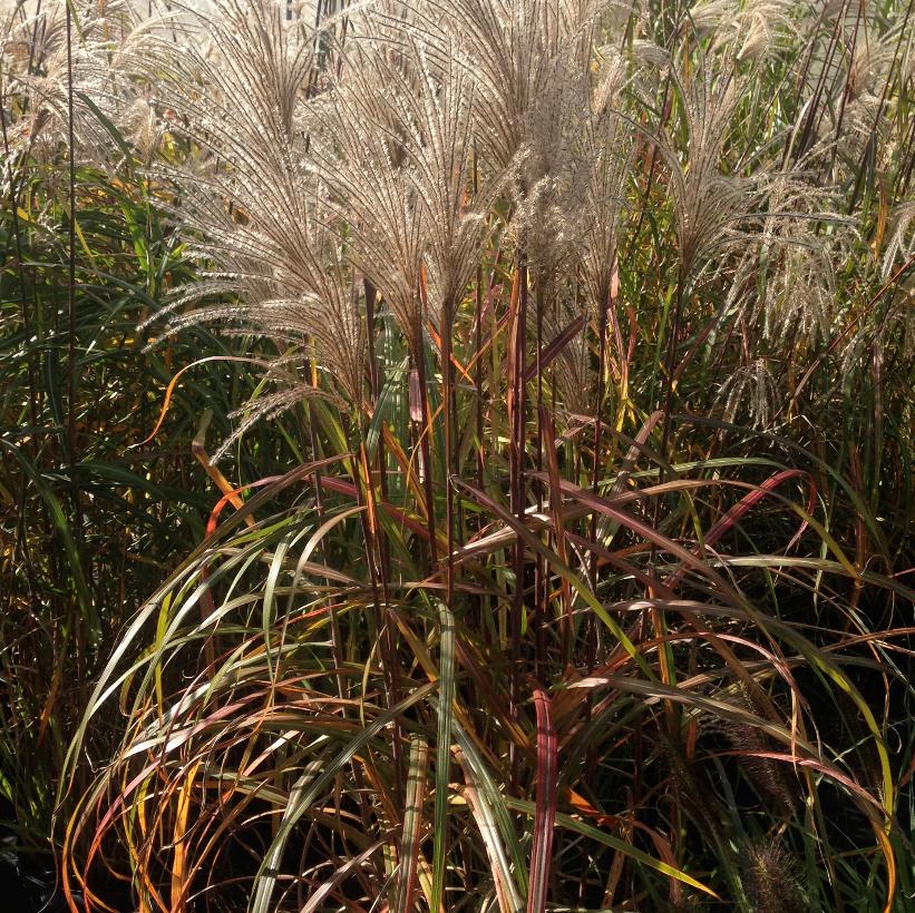 Malepartus Maiden Grass