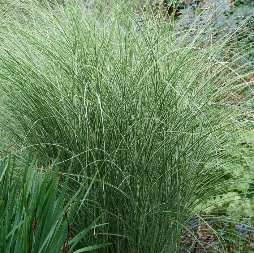 Variegated Maiden Grass