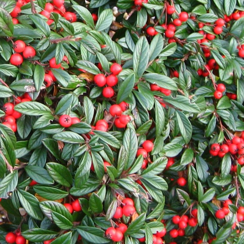 Spreading Willowleaf Cotoneaster