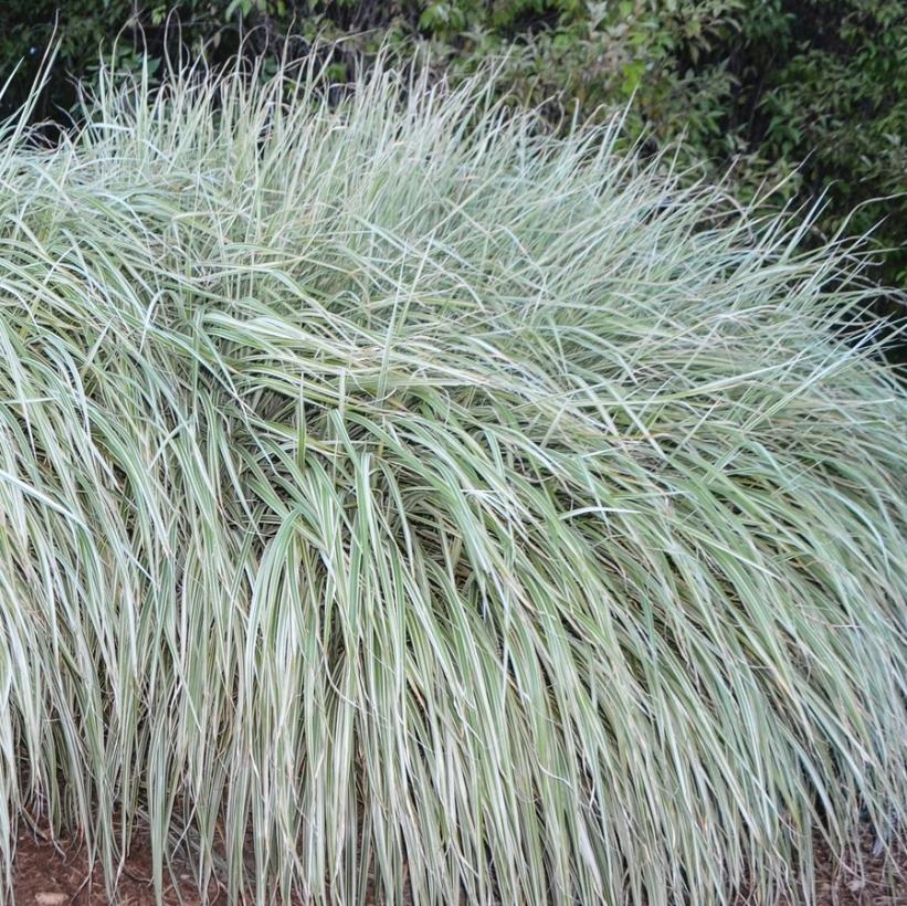 Rigoletto Maiden Grass