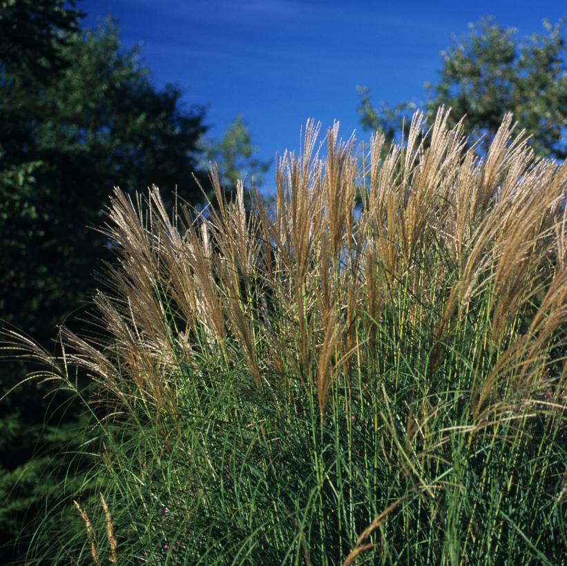 Sarabande Maiden Grass