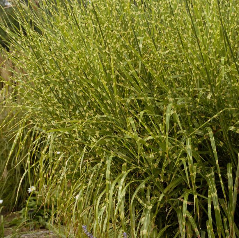 Strictus Porcupine Grass