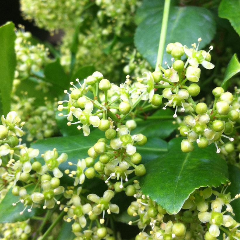 Sarcoxie Euonymus, Sarcoxie Winter Creeper