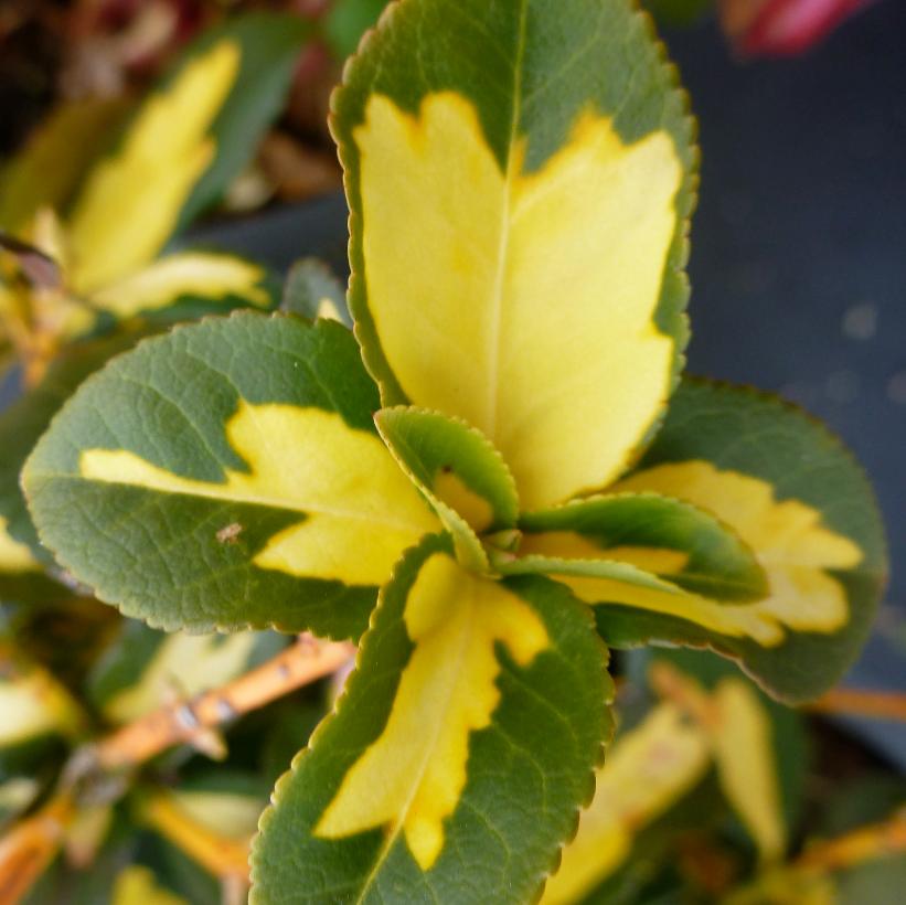 Surespot Euonymus