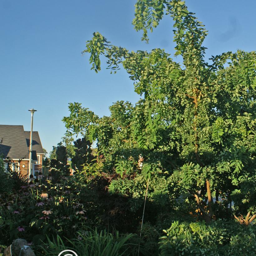 Twisty Baby™ Dwarf Black Locust