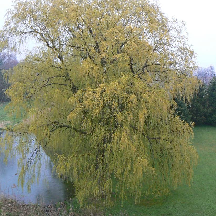Weeping Golden Willow