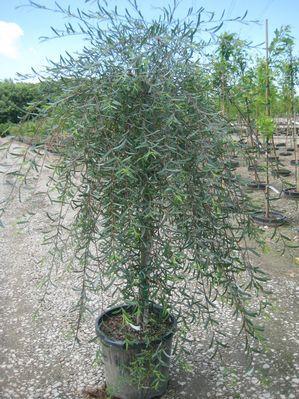 Weeping Purple-osier Willow, Basket Willow