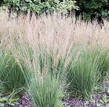 Moorflamme Moor Flame Grass