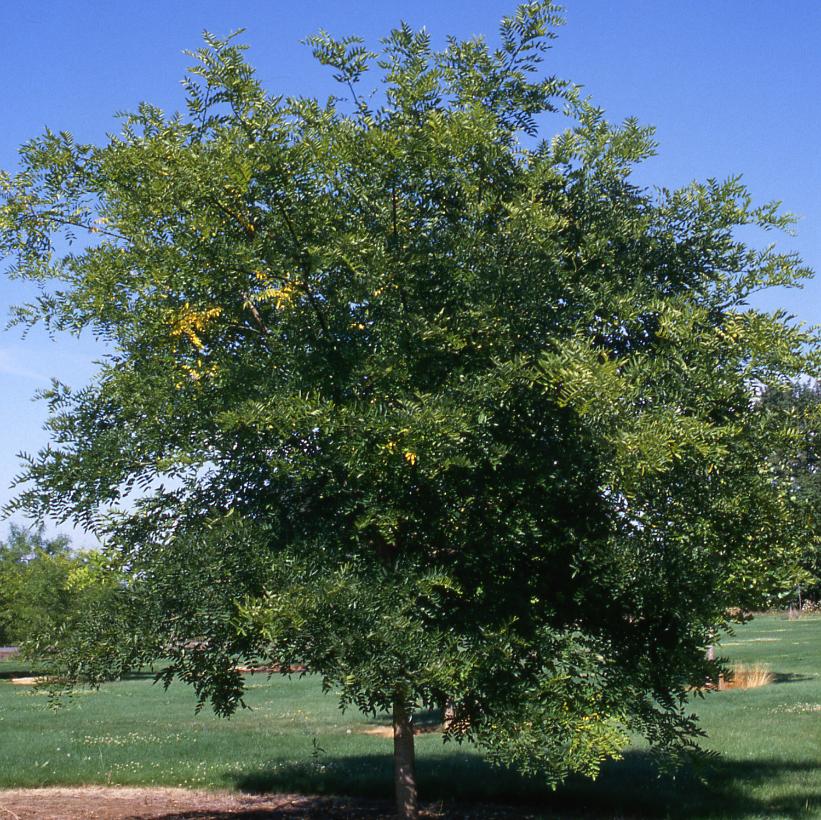 Regent Japanese Pagodatree