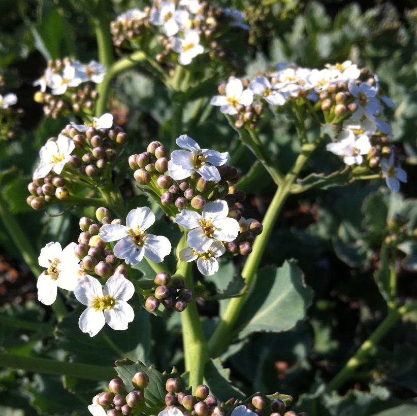 Blue Sea Kale