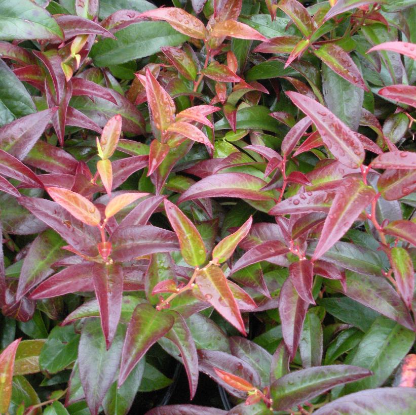 Rainbow Drooping Leucothoe