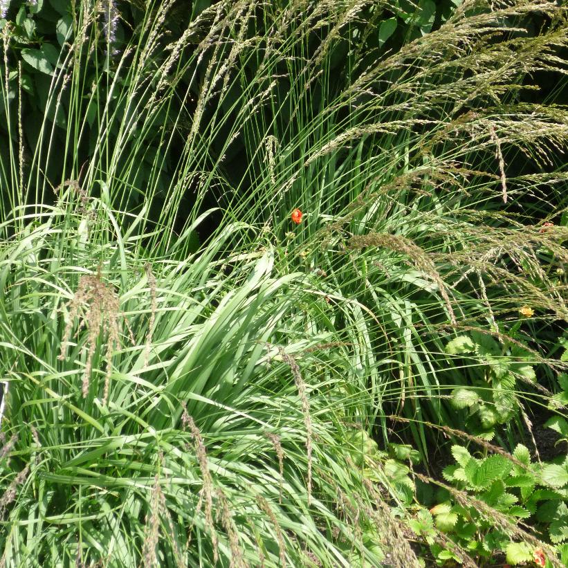 Moorhexe Purple Moor Grass