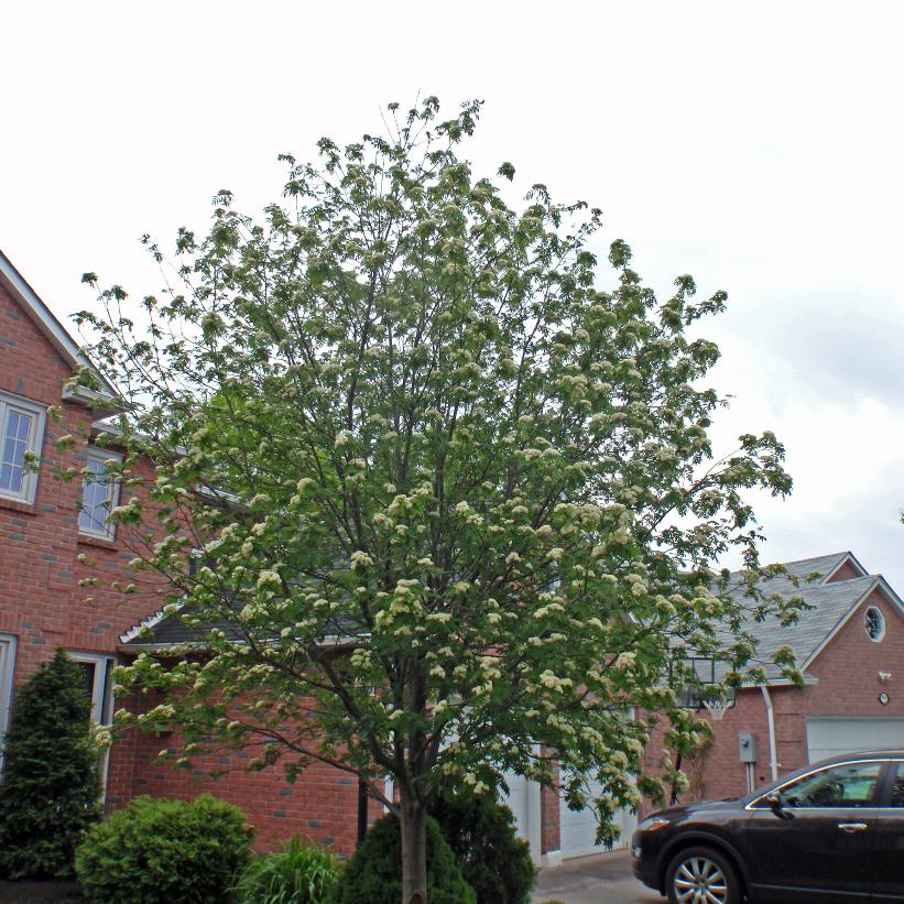 European Mountainash