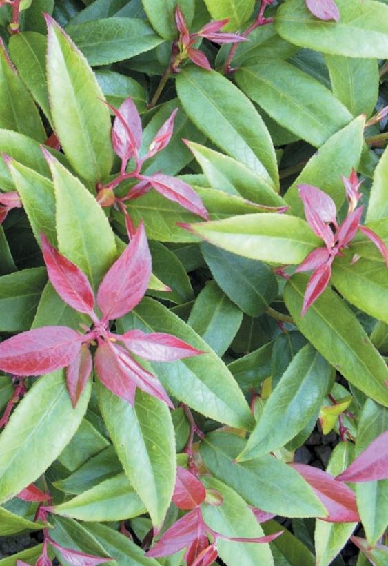 Scarletta® Fetterbush