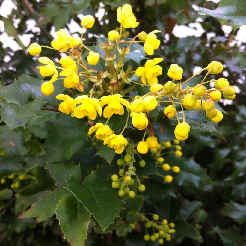 Oregon Grape-Holly