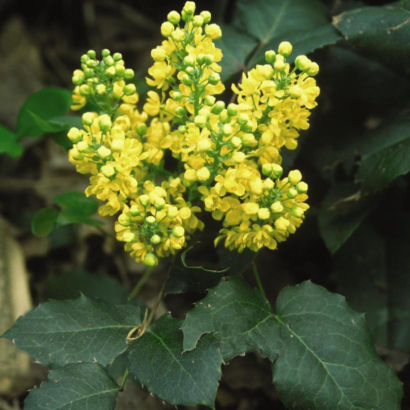 Creeping Oregon Grape-Holly