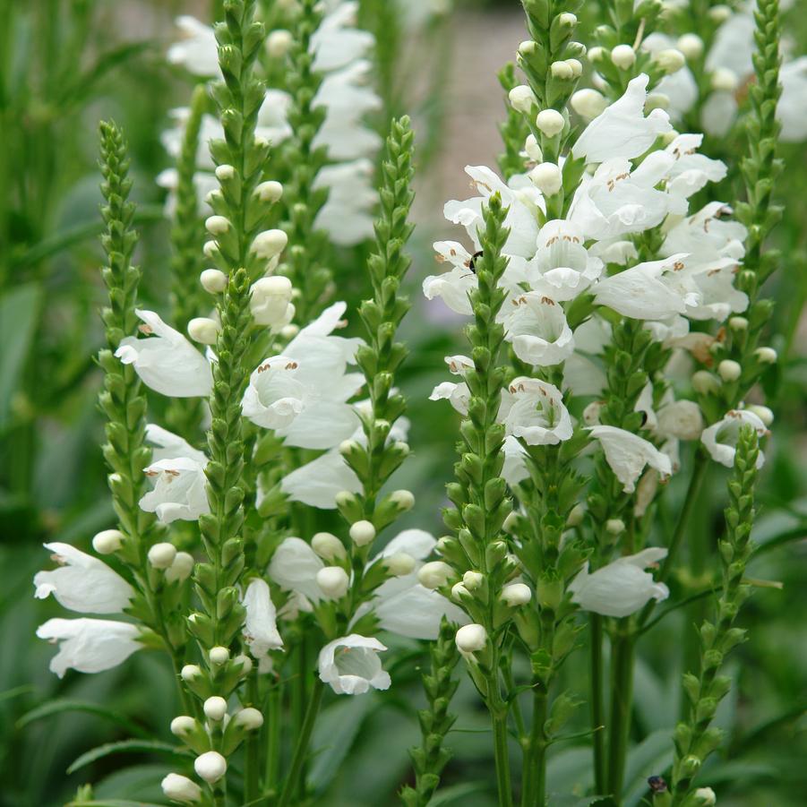Miss Manners Obedient Plant, False Dragonhead