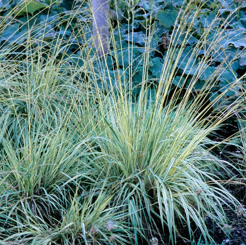Variegated Purple Moor Grass