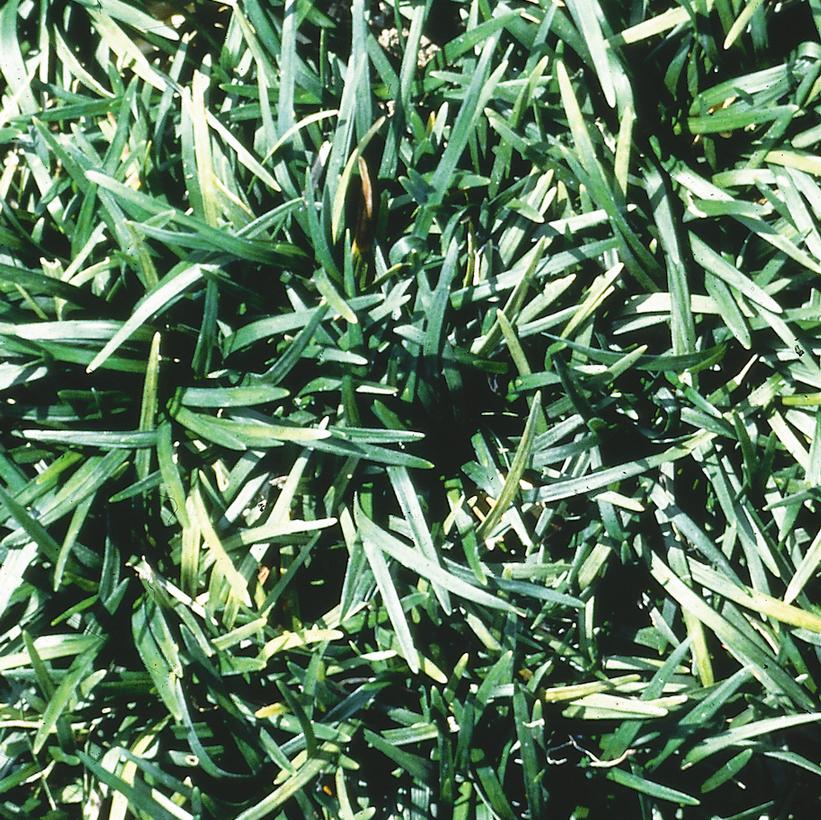Dwarf Mondo Grass