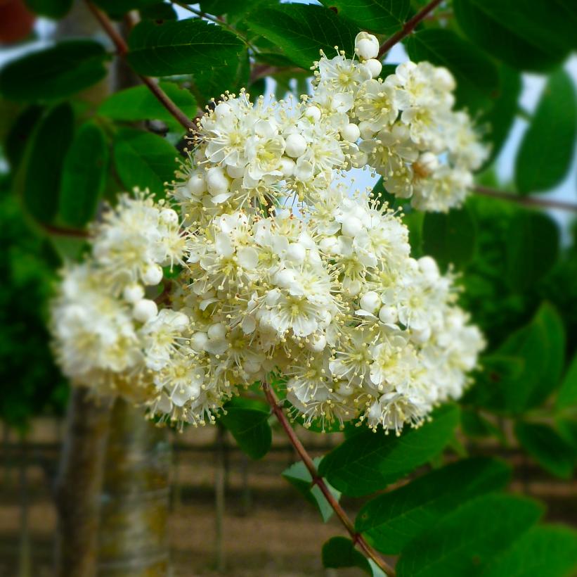Cardinal Royal® Mountainash