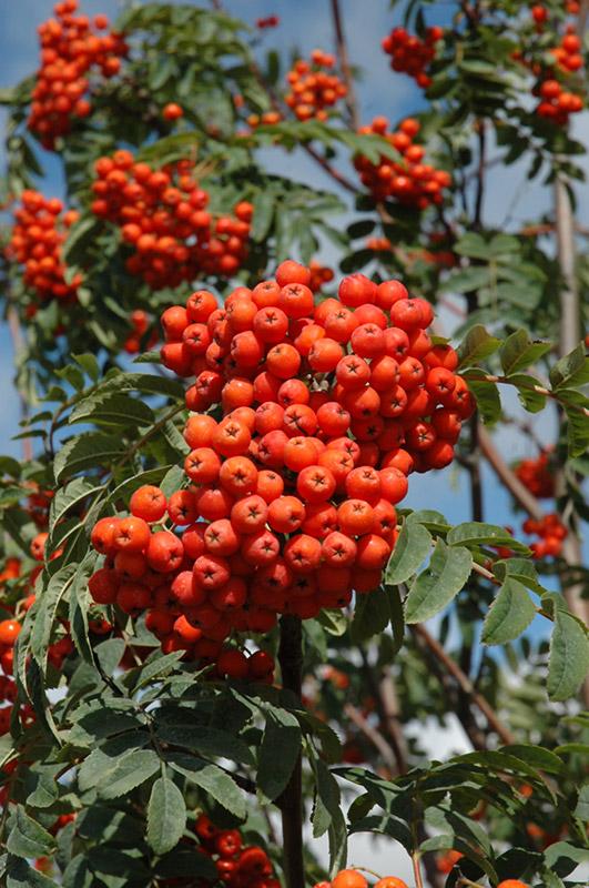 Russian Mountainash