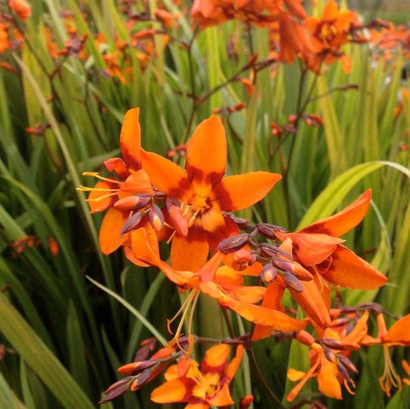 Emily McKenzie Monbretia