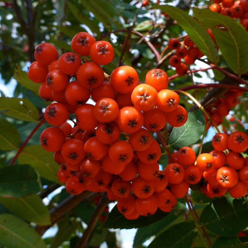 Showy Mountainash