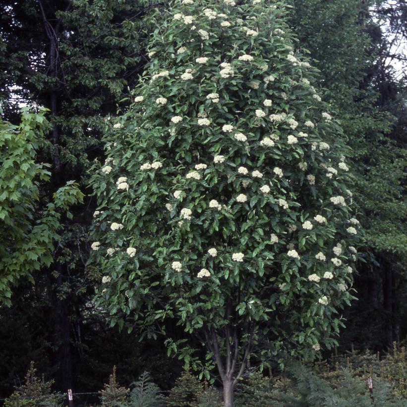 Oakleaf Mountainash