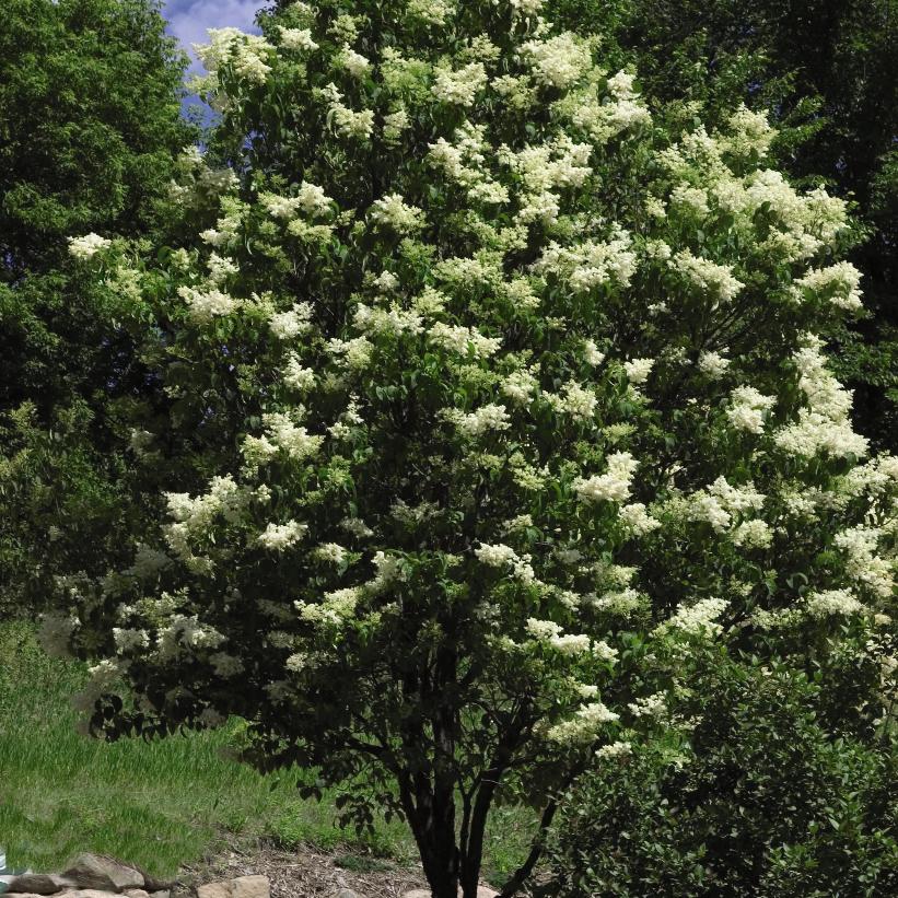 Ivory Silk Tree Lilac