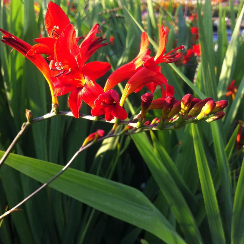 Lucifer Monbretia