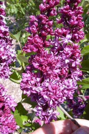 Charles Joly Lilac