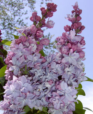 Katherine Havemeyer Lilac