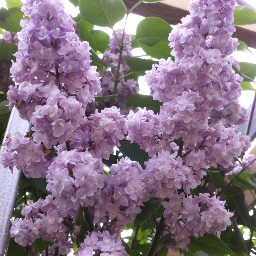 Michel Buchner Lilac