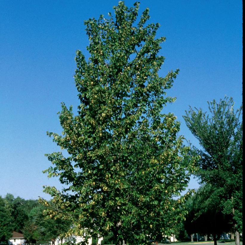 Boulevard Basswood