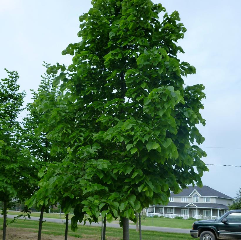 Redmond Basswood