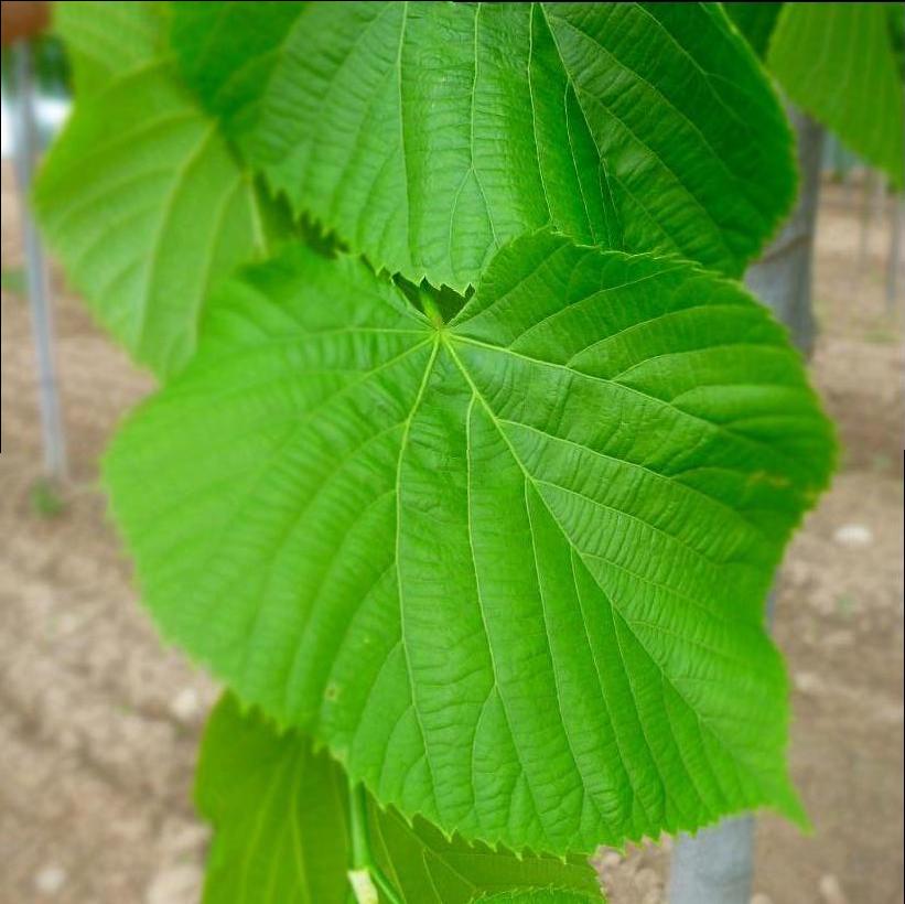 Littleleaf Linden