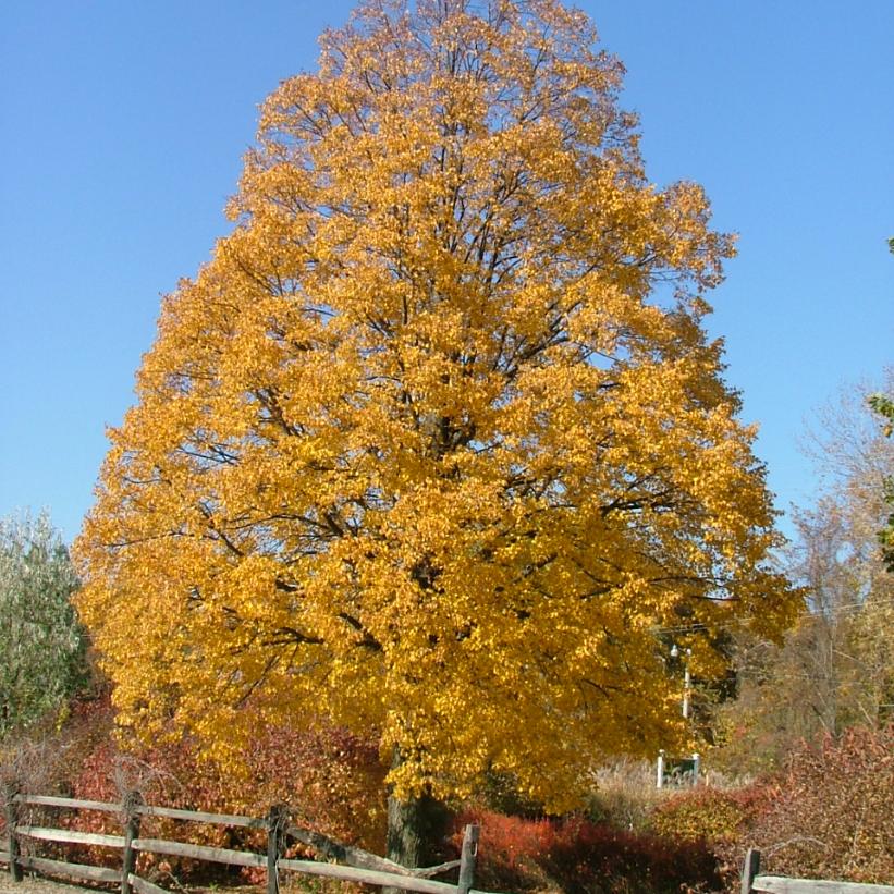 Corinthian® Linden