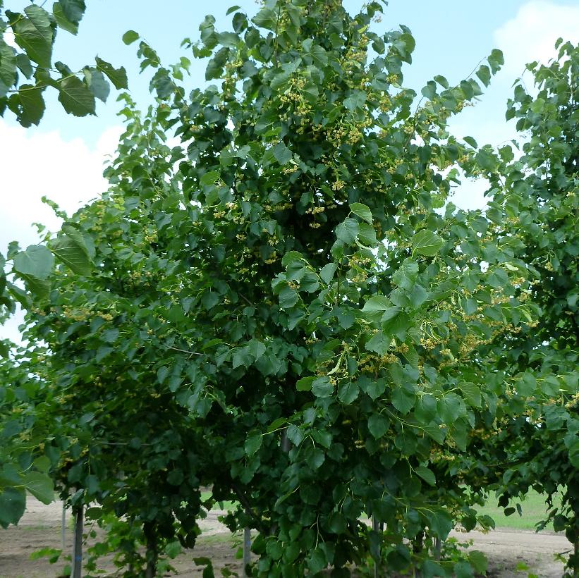 Glenleven Linden