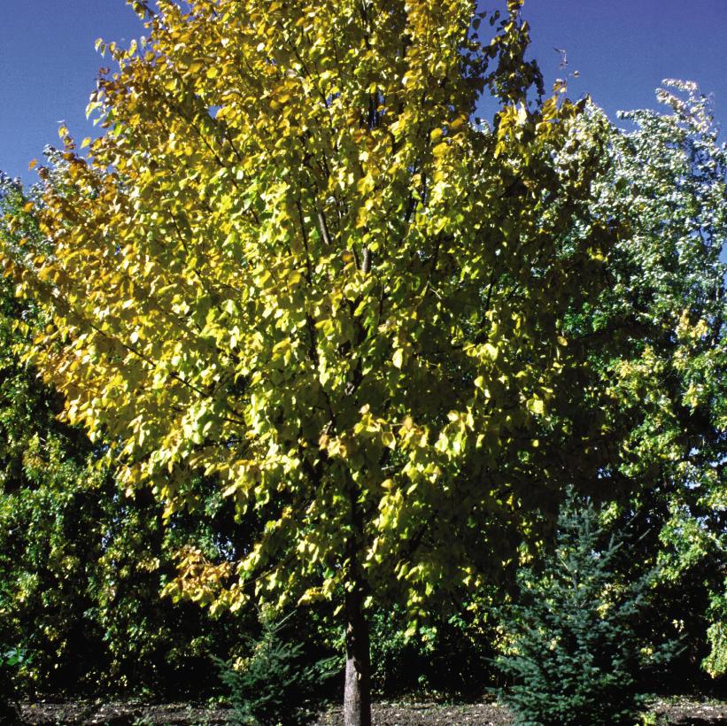 Harvest Gold® Linden